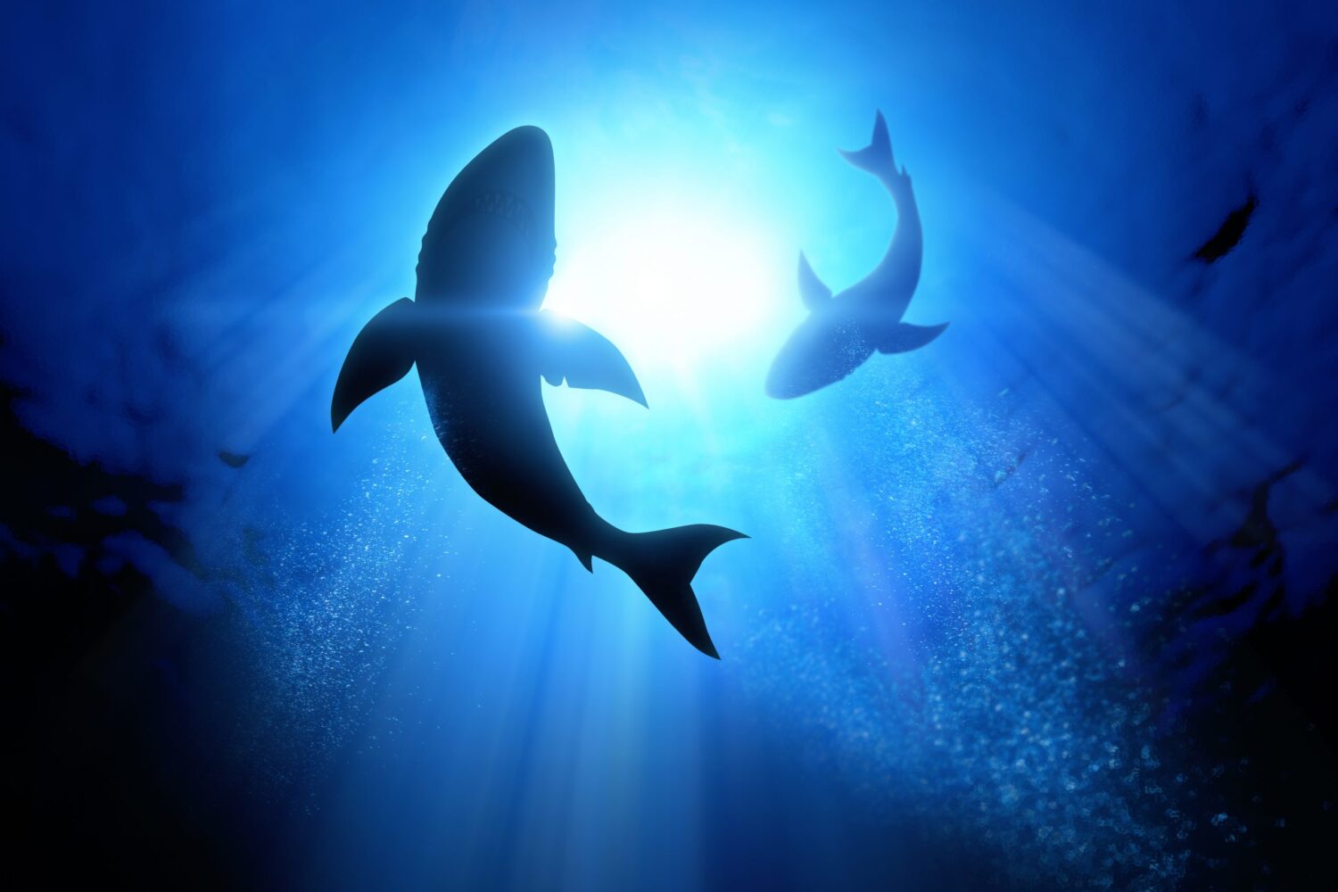couple of dolphins swimming in the ocean